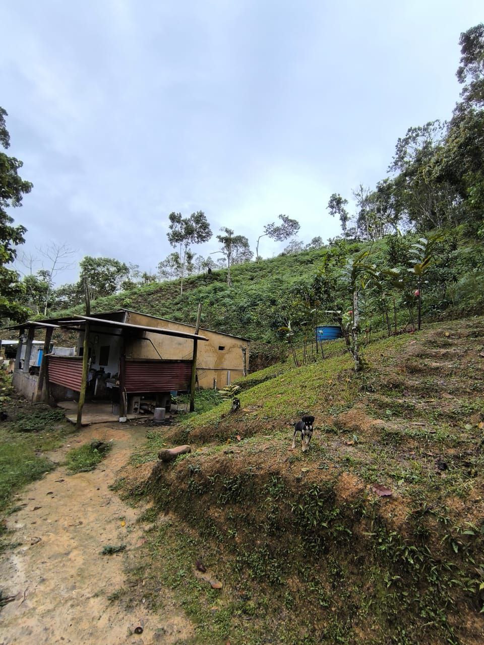 #8361 - GRANJA / FINCA para Venta en Valera - T