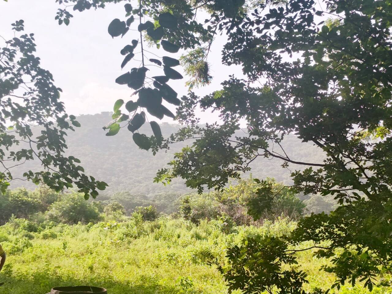 #10019 - GRANJA / FINCA para Venta en Araure - P