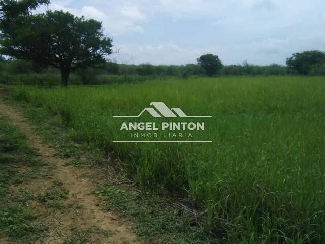 #3531 - GRANJA / FINCA para Venta en Los Puertos de Altagracia - V