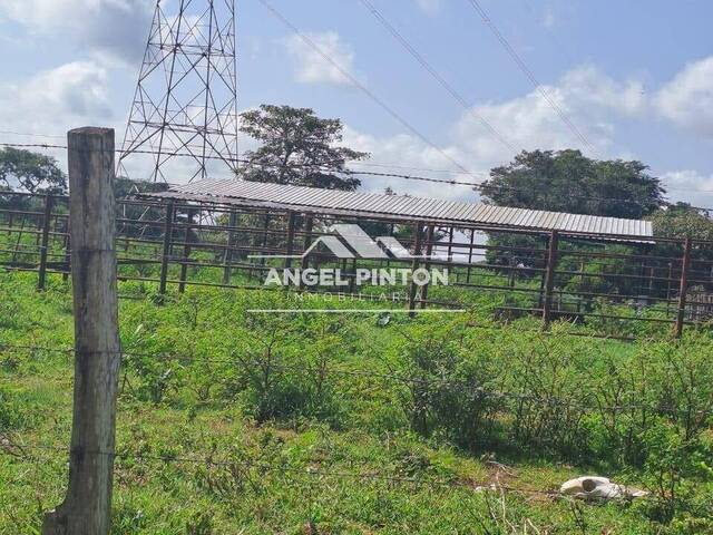 #4530 - GRANJA / FINCA para Venta en Cabimas - V - 3