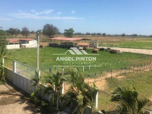 #4563 - GRANJA / FINCA para Venta en Dabajuro - I - 1
