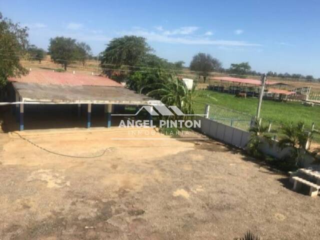 #4563 - GRANJA / FINCA para Venta en Dabajuro - I - 3