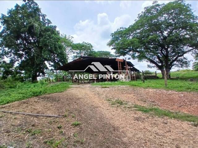 #7282 - GRANJA / FINCA para Venta en Machiques - V - 1
