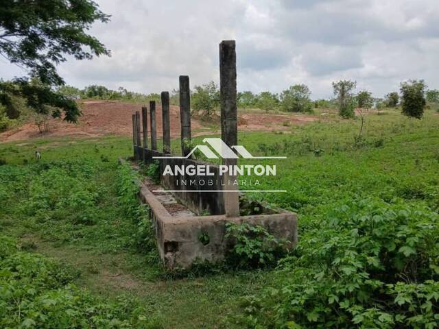 #7282 - GRANJA / FINCA para Venta en Machiques - V - 3