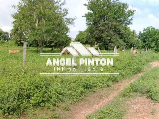 #7644 - GRANJA / FINCA para Venta en Machiques - V - 1