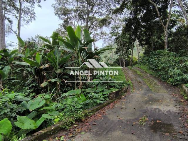 #8361 - GRANJA / FINCA para Venta en Valera - T - 2