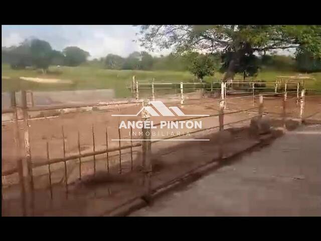 #87747 - GRANJA / FINCA para Venta en Machiques - V - 1