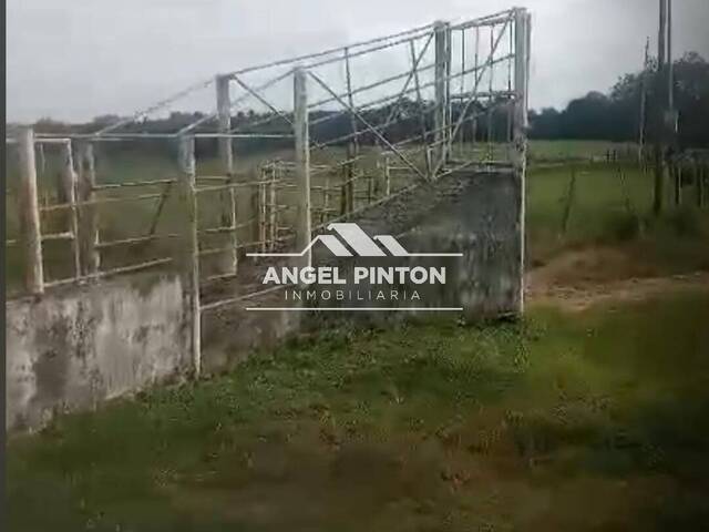 #87747 - GRANJA / FINCA para Venta en Machiques - V - 3