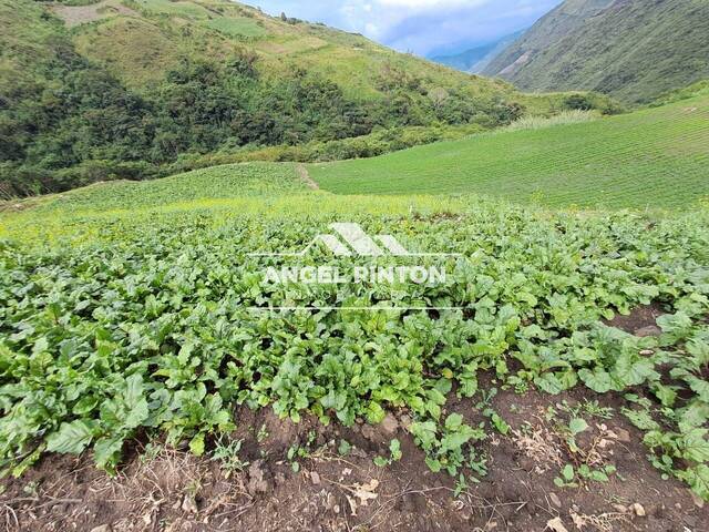 #9024 - GRANJA / FINCA para Venta en Valera - T