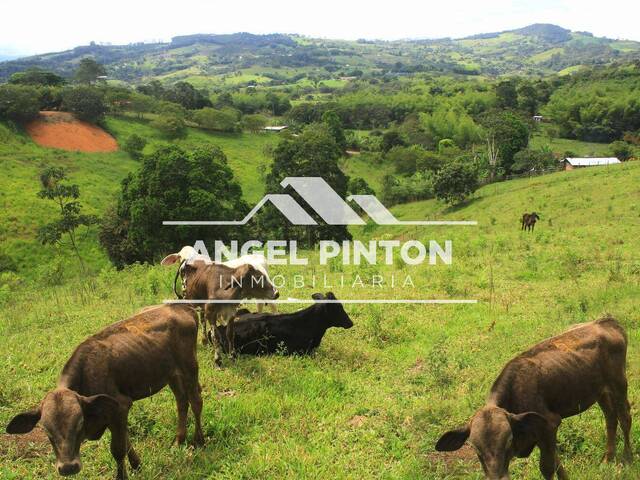 GRANJA / FINCA para Venta en Cali - 5